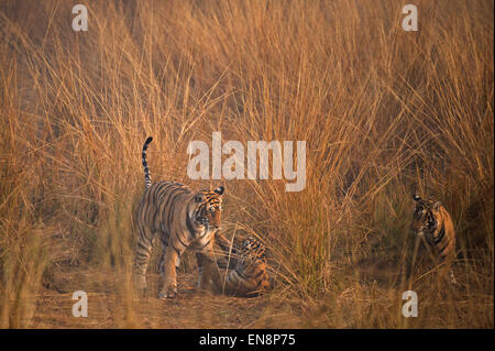 Wild tigre du Bengale, jouant avec sa mère sous des profils d'oursons, dans une prairie sur un matin brumeux dans le parc national de Ranthambore dans Indi Banque D'Images