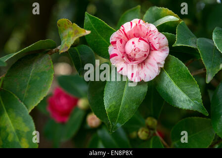 Camellia japonica, Marischino belle fleur. Banque D'Images