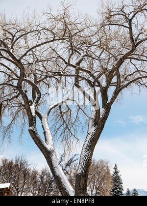 La neige a couvert des arbres cottonwood, Riverside Park, Salida, Colorado, USA Banque D'Images