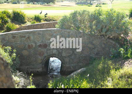 Certains canards profiter de la journée près d'un pont et dans le désert du sud-ouest de flux Banque D'Images