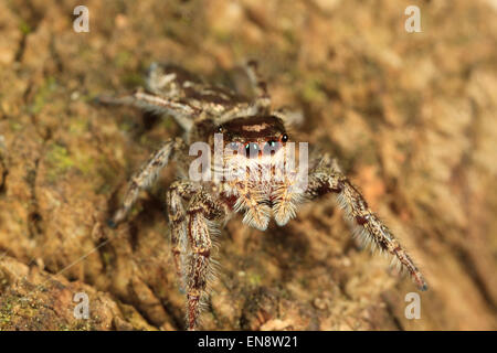 Zodariidae (Phidippus clarus) Banque D'Images