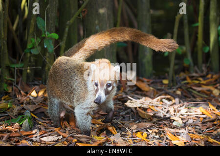 Coati à nez blanc (Nasua narica) dans les forêts tropicales Banque D'Images