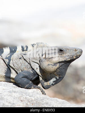 Iguana à queue noire (Ctenoaura similis) se prélasser au soleil au Sandos Caracol Eco Resort sur la péninsule du Yucatan Banque D'Images