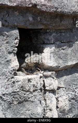 L'Iguane noir (Ctenosaura similis) scrutant depuis une fenêtre à Tulum, un site archéologique maya précolombien sur la péninsule du Yucatan Banque D'Images