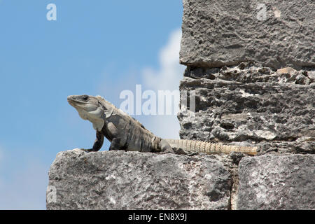 L'Iguana à queue épineuse noire (Ctenosaura similis) se prélassant sur une corniche de pierre à Tulum, un site archéologique maya pré-colombien dans la péninsule du Yucatan Banque D'Images