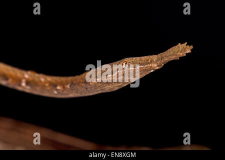 Leaf-nosed Snake (Langaha madagascariensis) Femmes Banque D'Images