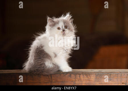 British Longhair chat, chaton, bleu-blanc, 8 semaines|Britisch Langhaar, Kaetzchen, bleu-blanc, 8 Wochen Banque D'Images