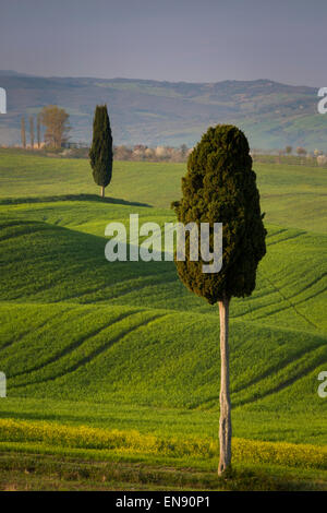 Cyprès et route vers villa près de Pienza, Toscane, Italie Banque D'Images