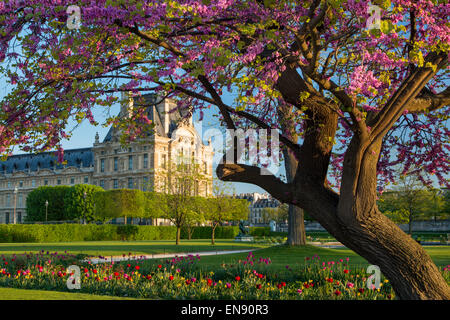 Soirée de printemps dans le Jardin des Tuileries avec musée du Louvre au-delà, Paris France Banque D'Images