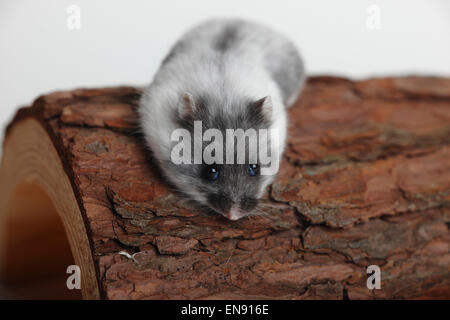 Hamster Nain russe / (Phodopus sungorus)|Dsungarischer Zwerghamster / (Phodopus sungorus) Banque D'Images
