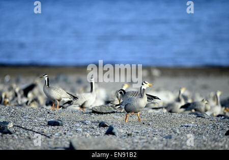 Xining. Apr 29, 2015. Un troupeau de bar-dirigé oies (Anser indicus) chercher de la nourriture par le lac Qinghai dans le nord-ouest de la province de Qinghai en Chine, le 29 avril 2015. Le Lac Qinghai, le plus grand lac d'eau salée, est un habitat de plus de 400 000 oiseaux chaque année. © Zhang Hongxiang/Xinhua/Alamy Live News Banque D'Images