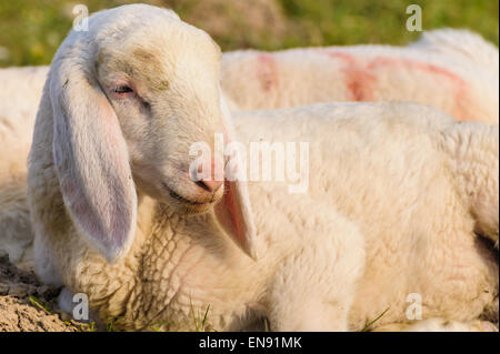 Portrait d'agneau qui est couché dans la prairie Banque D'Images