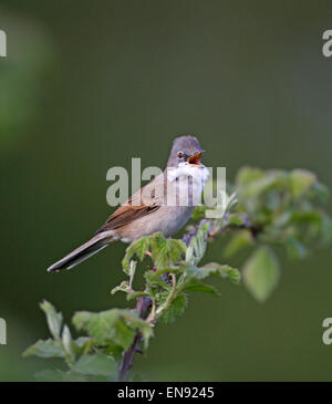 La Fauvette grisette (Sylvia communis) Banque D'Images