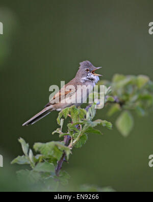 La Fauvette grisette (Sylvia communis) Banque D'Images