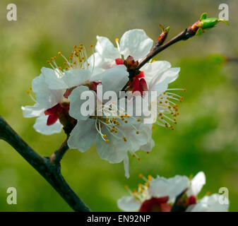 Une branche de fleurs d'abricot (Prunus armeniaca). Banque D'Images