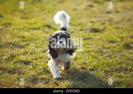 Cavalier King Charles Spaniel, tricolore, la récupération de toy|Cavalier King Charles Spaniel, Ruede, tricolore, apportiert Spielzeug Banque D'Images