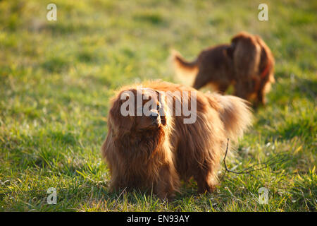 Cavalier King Charles Spaniel, ruby|mâle Cavalier King Charles Spaniel, Ruede, Ruby Banque D'Images