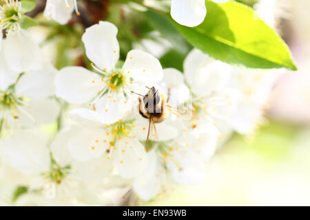 Collecte d'abeille sur une fleur de nectar cherry Banque D'Images