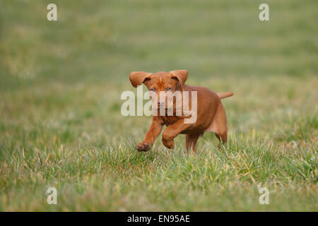 Short-Haired hongrois Chien, chiot, 9 semaines|Kurzhaariger Vorstehhund Ungarischer, Welpe, 9 Wochen Banque D'Images