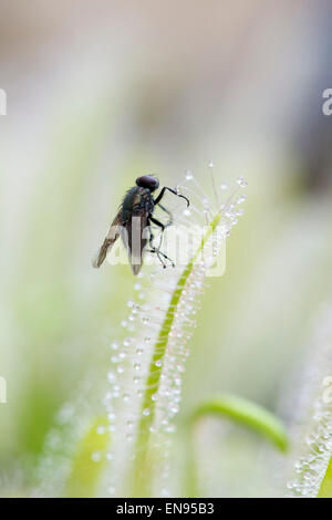 Drosera Capensis Albino. Fly piégés dans Cape sundew tentacules collantes sur les feuilles Banque D'Images