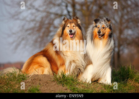 Rough Collie, chien, bleu-merle et sable blanc|Schottische Schaeferhunde, Rueden, bleu-merle blanc sable und Banque D'Images