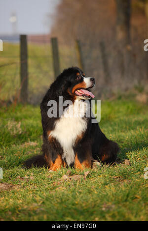 Oberland Moutain chien, mâle, 9 ans|Berner Sennenhund, Ruede, 9 Jahre alt, alter Hund Banque D'Images