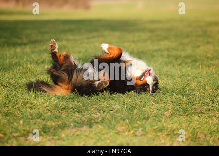 Oberland Moutain Dog, homme chien|Berner Sennenhund, Ruede Banque D'Images