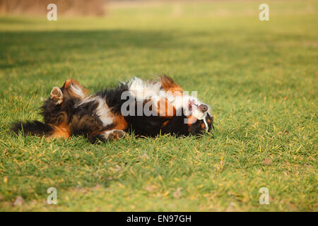 Oberland Moutain Dog, homme chien|Berner Sennenhund, Ruede Banque D'Images