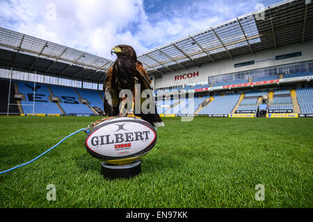 Coventry, Royaume-Uni. 29 avril 2015. A 20 mois Harris Hawk est le nouveau membre de l'équipe au Ricoh Arena de Coventry, l'accueil de guêpes, d'effrayer les pigeons. Une campagne a été lancée pour nom l'oiseau par RicohArena @twitter # aide NameTheHawk. En photo avec handler Alan Pickering. Crédit : Jamie Gray/Alamy Live News Banque D'Images