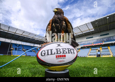 Coventry, Royaume-Uni. 29 avril 2015. A 20 mois Harris Hawk est le nouveau membre de l'équipe au Ricoh Arena de Coventry, l'accueil de guêpes, d'effrayer les pigeons. Une campagne a été lancée pour nom l'oiseau par RicohArena @twitter # aide NameTheHawk. En photo avec handler Alan Pickering. Crédit : Jamie Gray/Alamy Live News Banque D'Images