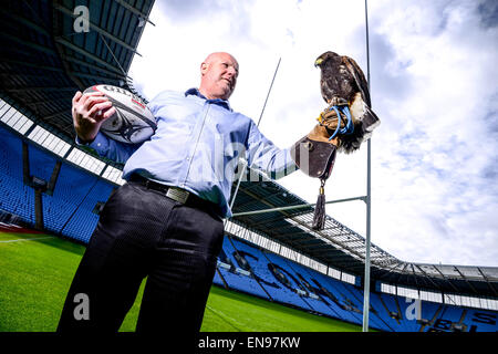 Coventry, Royaume-Uni. 29 avril 2015. A 20 mois Harris Hawk est le nouveau membre de l'équipe au Ricoh Arena de Coventry, l'accueil de guêpes, d'effrayer les pigeons. Une campagne a été lancée pour nom l'oiseau par RicohArena @twitter # aide NameTheHawk. En photo avec handler Alan Pickering. Crédit : Jamie Gray/Alamy Live News Banque D'Images