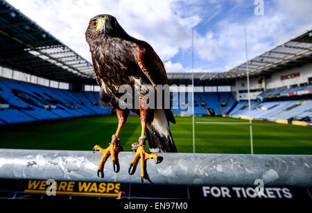 Coventry, Royaume-Uni. 29 avril 2015. A 20 mois Harris Hawk est le nouveau membre de l'équipe au Ricoh Arena de Coventry, l'accueil de guêpes, d'effrayer les pigeons. Une campagne a été lancée pour nom l'oiseau par RicohArena @twitter # aide NameTheHawk. En photo avec handler Alan Pickering. Crédit : Jamie Gray/Alamy Live News Banque D'Images