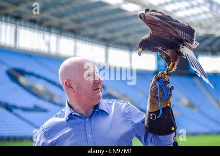 Coventry, Royaume-Uni. 29 avril 2015. A 20 mois Harris Hawk est le nouveau membre de l'équipe au Ricoh Arena de Coventry, l'accueil de guêpes, d'effrayer les pigeons. Une campagne a été lancée pour nom l'oiseau par RicohArena @twitter # aide NameTheHawk. En photo avec handler Alan Pickering. Crédit : Jamie Gray/Alamy Live News Banque D'Images