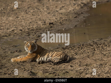 Royal Bengal Tiger Cub assis près de trou d'eau du parc national de Ranthambhore Banque D'Images