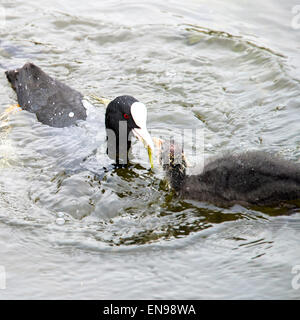 Un adulte Foulque d'alimentation des jeunes jeune sur l'eau à Fairburn Ings près de Castleford West Yorkshire Angleterre Royaume-Uni UK Banque D'Images