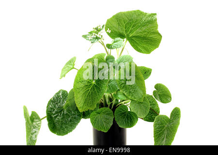 Wasabi vert frais feuilles avec des fleurs blanches sur un arrière-plan lumineux Banque D'Images