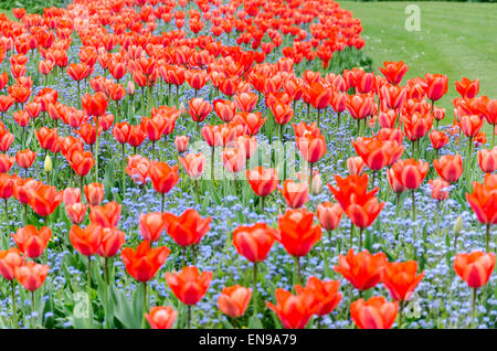 Tulipes rouges dans St James's Park, London, UK Banque D'Images