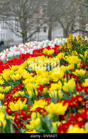 Des fleurs à St James's Park, London, UK Banque D'Images