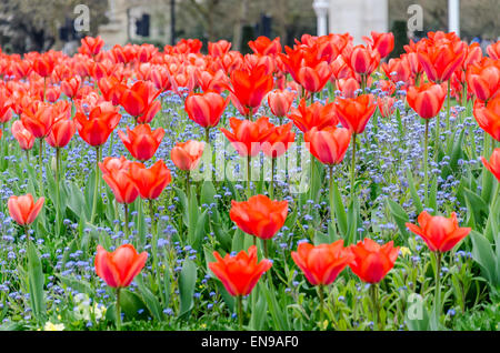 Tulipes rouges dans St James's Park, London, UK Banque D'Images