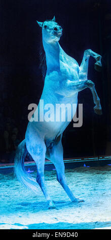 Debout sur ses pattes de cheval Banque D'Images