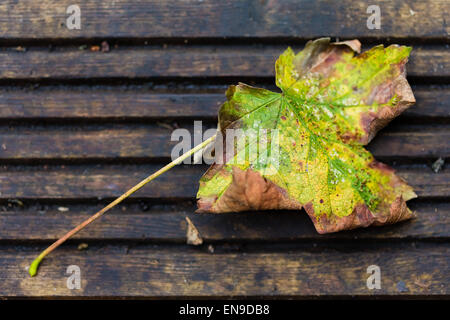 Composition de feuilles mortes Banque D'Images