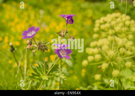 L'épilobe glanduleux (Chamerion latifolium). Les fleurs sauvages par Systrafoss cascade, Opava, Islande Banque D'Images