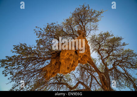 Sociable weaver nids d'oiseaux dans la région de Camel Thorn arbres, la Namibie, l'Afrique. Banque D'Images