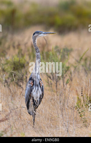 Le Grand Héron, Ardea herodias, Californie Banque D'Images