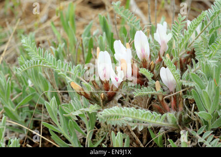 L'astragale en fleurs dans la steppe sur un ouragan, région de Rostov, en Russie. Banque D'Images