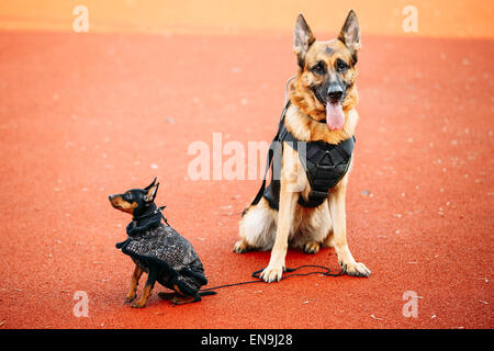 Berger Allemand marron et noir pinscher nain Pincher assis ensemble à l'étage rouge Tennis Piscine Banque D'Images
