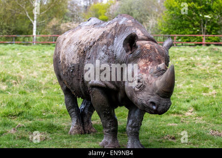 Port Lympne, Kent, UK. 30 avril, 2015. Critique d'extinction du rhinocéros noir couvre lui-même avec de la boue d'agir comme un écran solaire dans le chaud soleil du printemps à Port Lympne Wild Animal Park dans le Kent. Crédit : Darren Attersley/Alamy Live News Banque D'Images