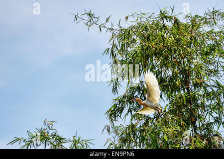 La province de Nakhon Sawan, Thaïlande. Apr 30, 2015. Un héron garde-boeufs (Bubulcus ibis) plane sur une île de Bueng Boraphet, un marais d'eau douce et du lac dans la province de Nakhon Sawan, centre de la Thaïlande, 30 avril 2015. Couvrant une superficie de 212,38 kilomètres carrés, Bueng Boraphet abrite près de 200 espèces animales et végétales. Le lac est une destination pour les oiseaux migrateurs entre septembre et mars. © Li Mangmang/Xinhua/Alamy Live News Banque D'Images