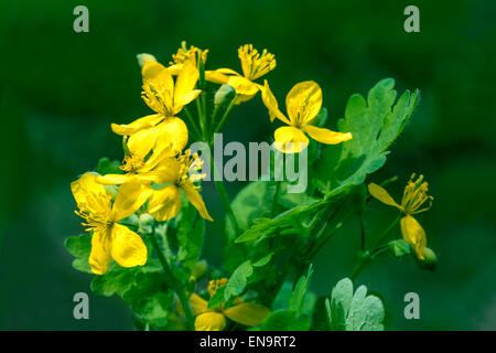 Plus grande célandine, tetterwort Chelidonium majus en fleur Woodland fleur jaune sauvage Banque D'Images