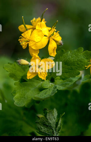 Une plus grande chélidoine, Chelidonium majus tetterwort en fleur Banque D'Images